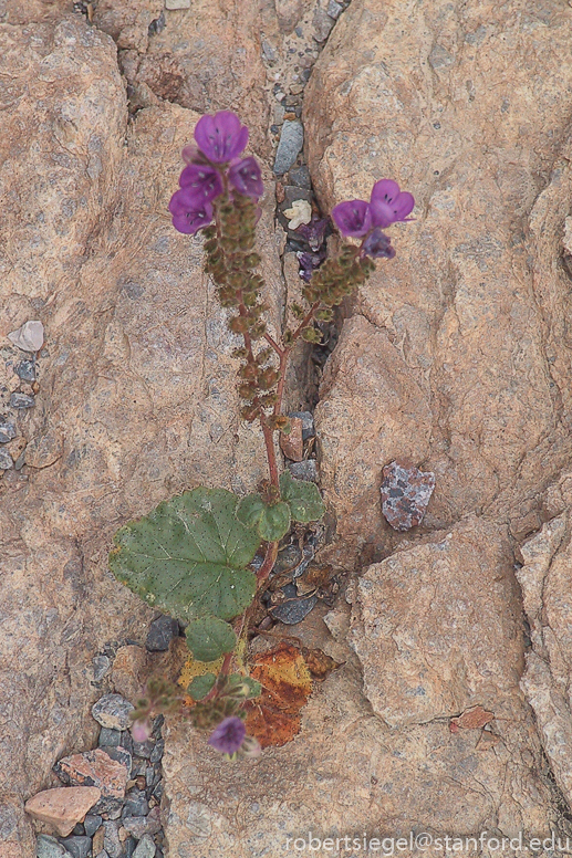 death valley